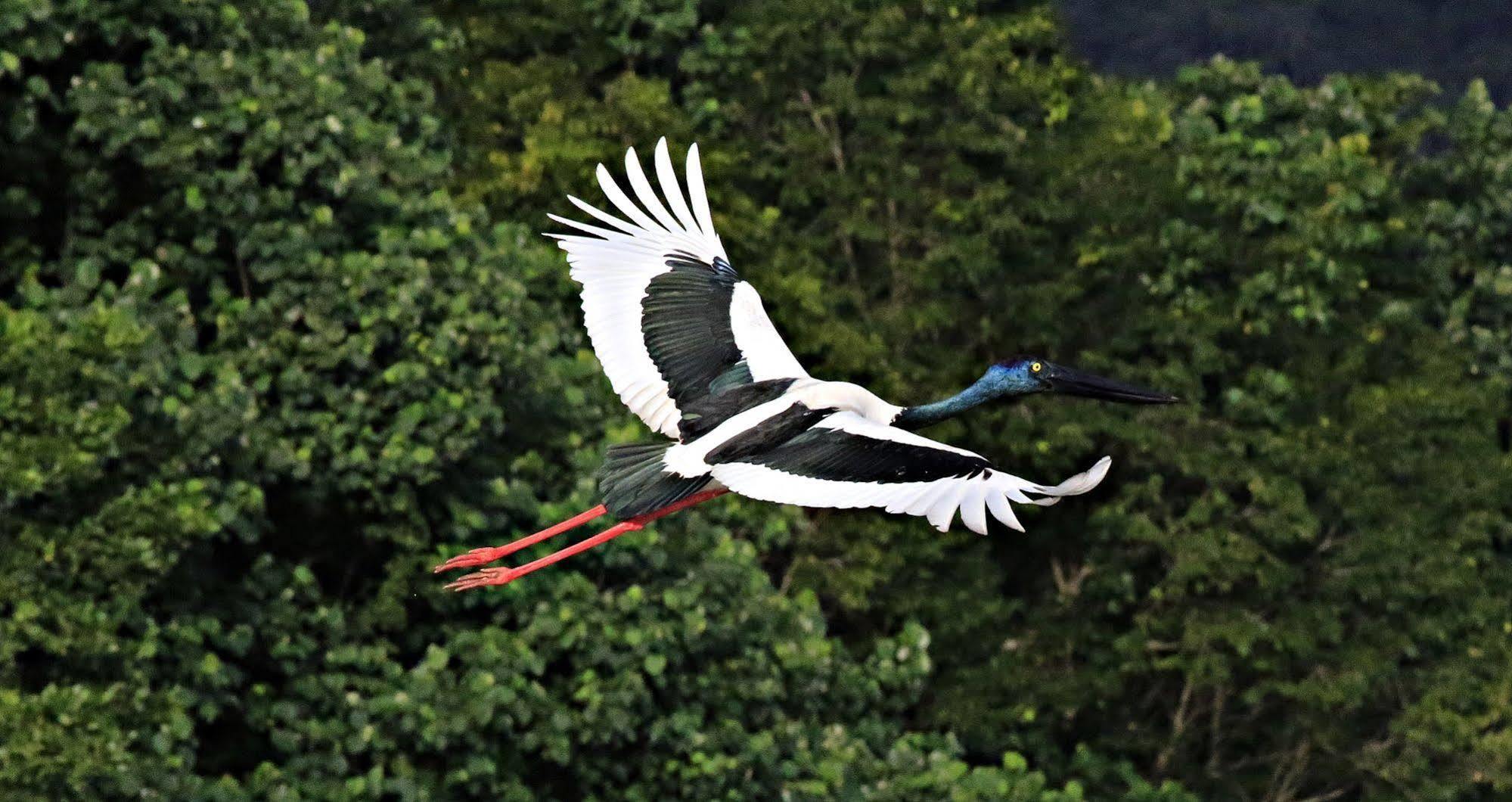 Daintree Riverview Lodges Экстерьер фото